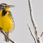 800px-Western_meadowlark_at_Seedskadee_National_Wildlife_Refuge_(27163235528)