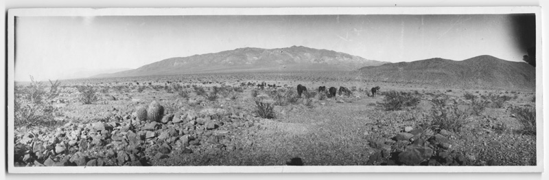 Panoramic views of Death Valley by A. Y. Pearl taken in 1905. (State Library Images 2007-0378~1382)