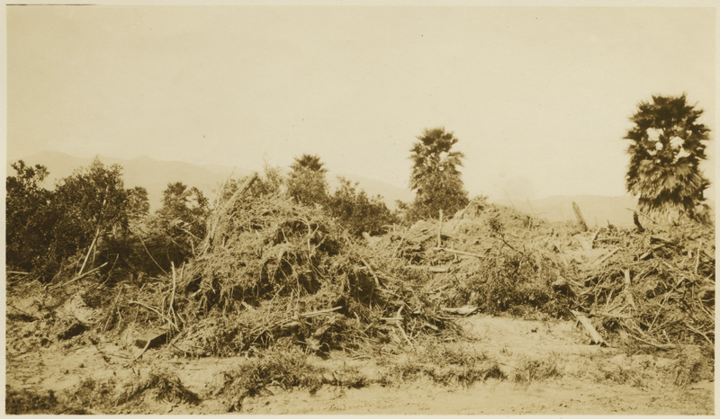 Shows berm of debris collected from subsiding waters before row of palm trees