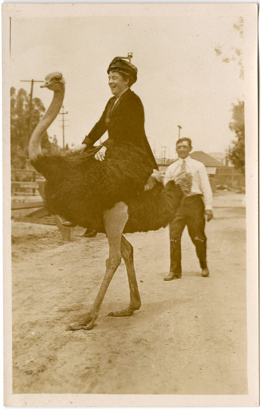 View of woman riding ostrich