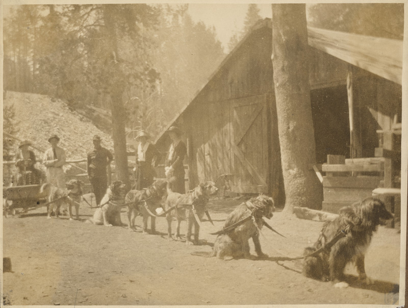 Men and women posed with six dogs attached to small wagon, showing a mode of service to the mountain people by the Fresno County Free Library.